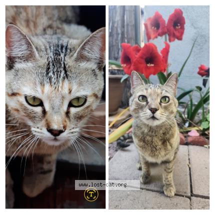 Photo 1/1 Cookie Chat lost in Tucson