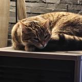 Picture of cat lost at Dole