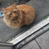 Picture of cat found at Fleury Merogis