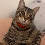 Picture of cat lost at Lorient