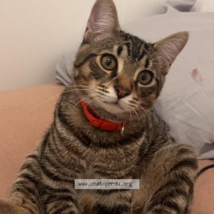 Photo 1/1 Jax Chat lost in Lorient