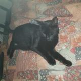 Picture of cat lost at Ambares