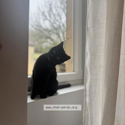 Photo 1/1 Almo Chat lost in Crayssac