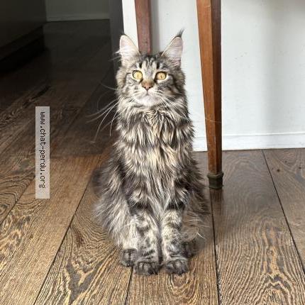 Photo 1/1 Found cat Found in Bruxelles uccle