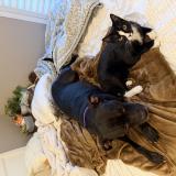 Picture of cat lost at Lee S Summit