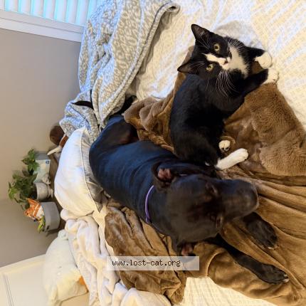 Photo 1/1 Jasper Chat lost in Lee s summit