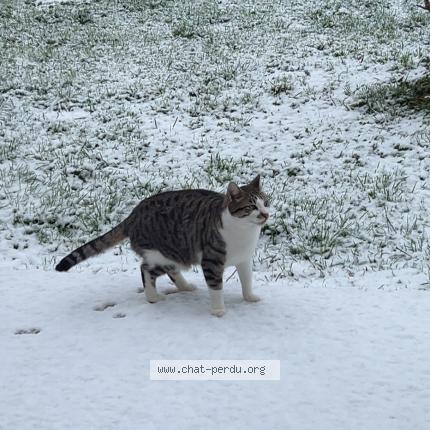 Photo 1/1 Daniel Chat lost in Punchy