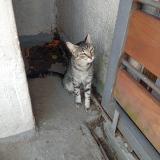 Picture of cat found at Montevideo