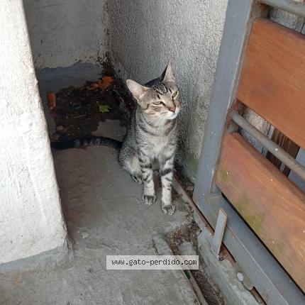Photo 1/1 Found cat Found in Montevideo