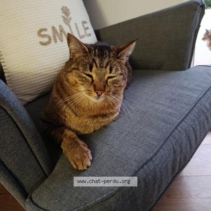 Photo 2/2 Zephir Chat lost in Chuzelles