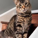 Picture of cat lost at Stayner