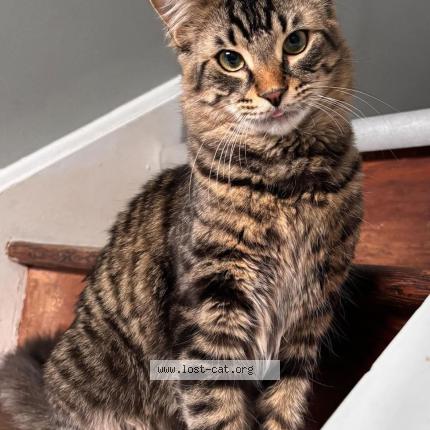 Photo 1/1 Beans Chat lost in Stayner