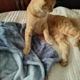 Picture of cat lost at Thomasville