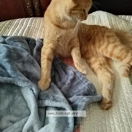 Photo 1/1 Simba Chat lost in Thomasville