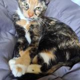 Picture of cat lost at Lindenhurst