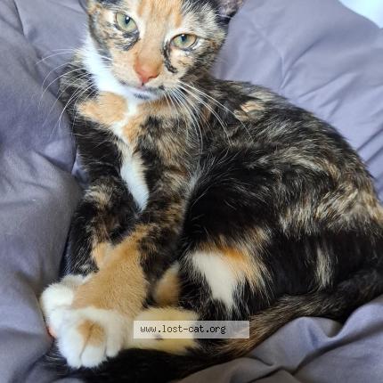 Photo 1/1 Kiko Chat lost in Lindenhurst