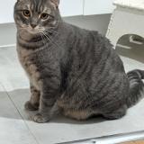 Picture of cat lost at Toulouse