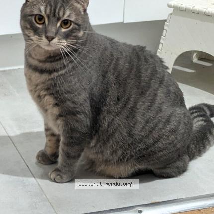 Photo 1/1 Vadrouille Chat lost in Toulouse