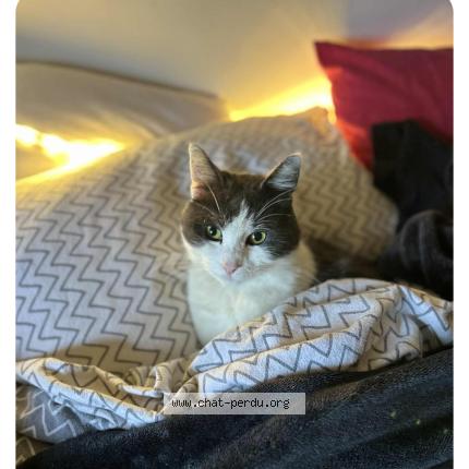 Photo 1/1 Peluche Chat lost in Samree