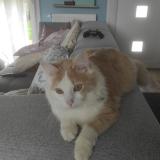 Picture of cat lost at Saint Jouan Des Guerets