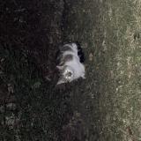 Picture of cat found at Paris