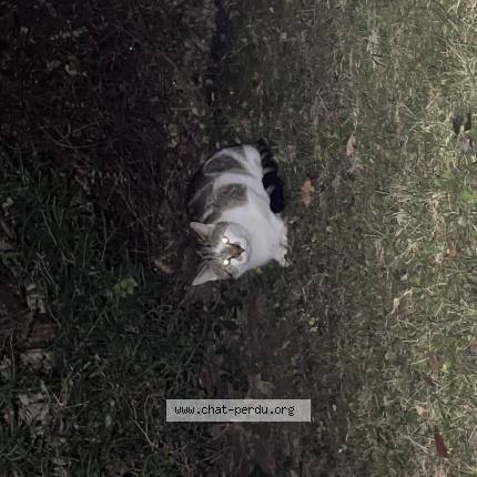 Photo 1/1 Found cat Found in Paris