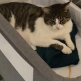 Picture of cat lost at Cambo Les Bains