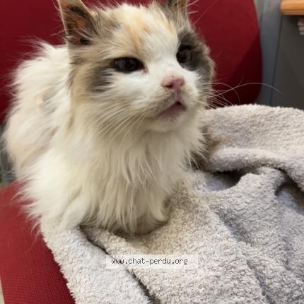 Photo 1/1 Found cat Found in Livron sur drome