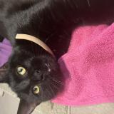 Picture of cat found at Rhinau