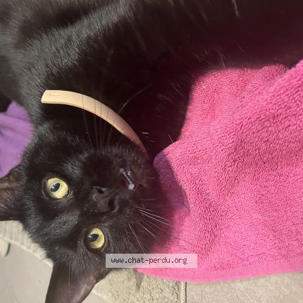 Photo 1/1 Cat reunited Found in Rhinau