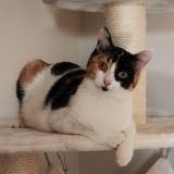 Picture of cat lost at Dardilly