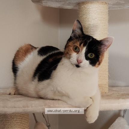 Photo 1/1 Xena Chat lost in Dardilly