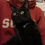 Picture of cat lost at Boussu