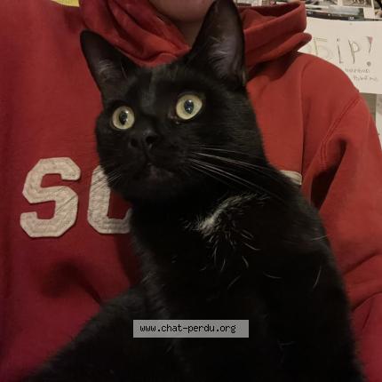 Photo 1/1 Mourchyk Chat lost in Boussu