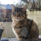 Picture of cat found at Montreuil