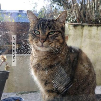 Photo 1/1 Found cat Found in Montreuil