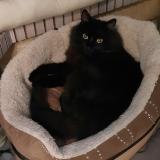 Picture of cat lost at Le Thor