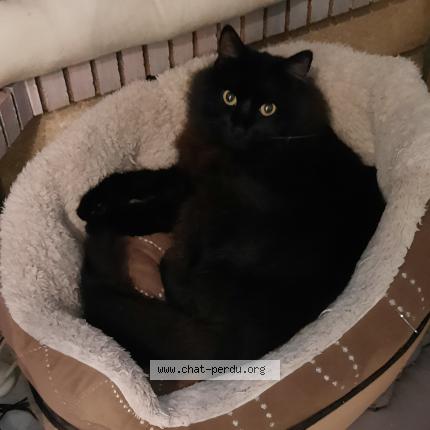 Photo 1/1 Poupinou Chat lost in Le thor