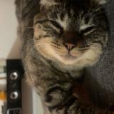 Picture of cat lost at Croix Daurade