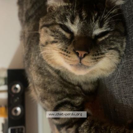 Photo 1/1 Velvet Chat lost in Croix daurade