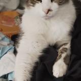 Picture of cat lost at Anglet