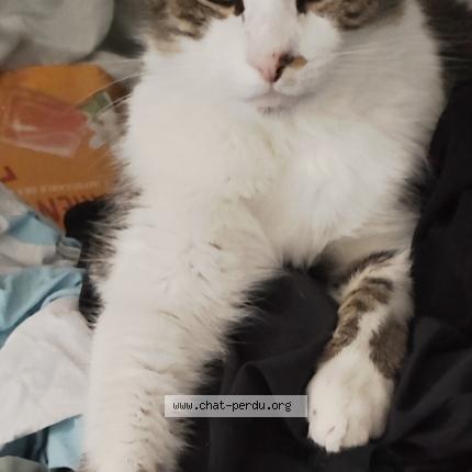 Photo 1/1 Lego Chat lost in Anglet