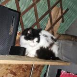 Picture of cat found at Poitiers
