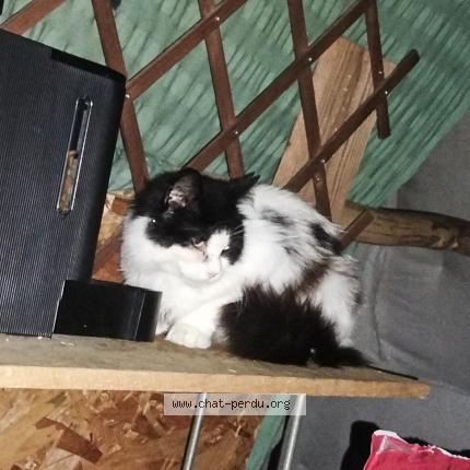 Photo 1/1 Found cat Found in Poitiers