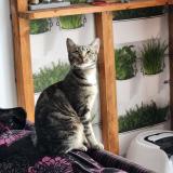 Picture of cat lost at Eaubonne