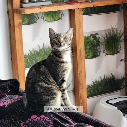 Photo 1/1 Sonia croquette Chat lost in Eaubonne