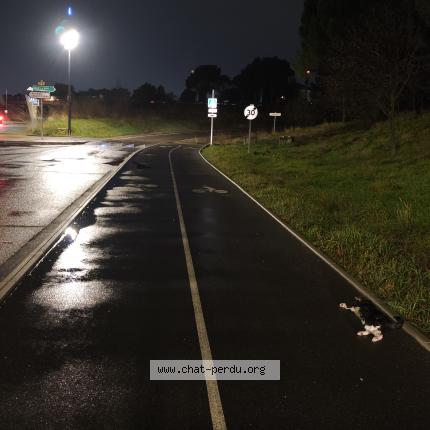 Photo 1/2 Found cat Found in Vitrolles