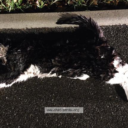 Photo 2/2 Found cat Found in Vitrolles