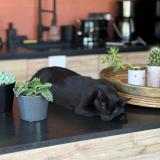 Picture of cat lost at Saint Donat Sur L Herbasse