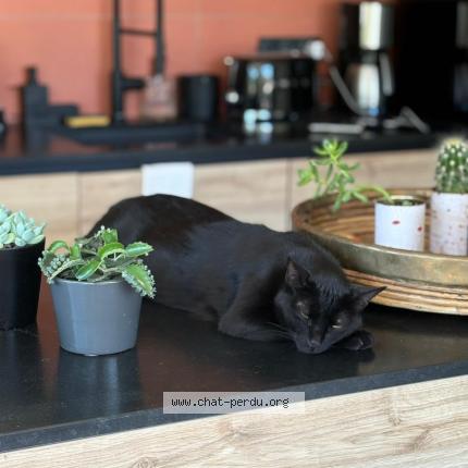 Photo 1/1 LEGO Chat lost in Saint donat sur l herbasse